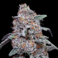 Purple People Eater Auto - DNA GENETICS