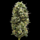 Snack Pack - DNA GENETICS