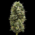 Snack Pack - DNA GENETICS