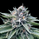Sorbet #4 - DNA GENETICS