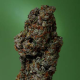 Amnesia Haze - SOMA SEEDS | TanieSianie.pl