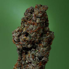 Amnesia Haze - SOMA SEEDS | TanieSianie.pl