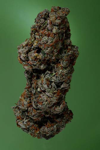 Amnesia Haze - SOMA SEEDS | TanieSianie.pl