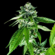 Sorbet Dreams - DNA GENETICS