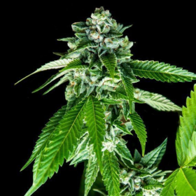 Sorbet Dreams - DNA GENETICS