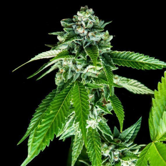 Sorbet Dreams - DNA GENETICS