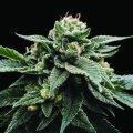Sorbet Stash - DNA GENETICS