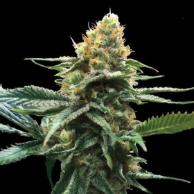 Sour Sorbet - DNA GENETICS