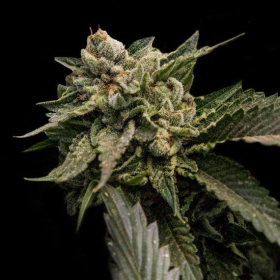 Strawberry Sorbet - DNA GENETICS