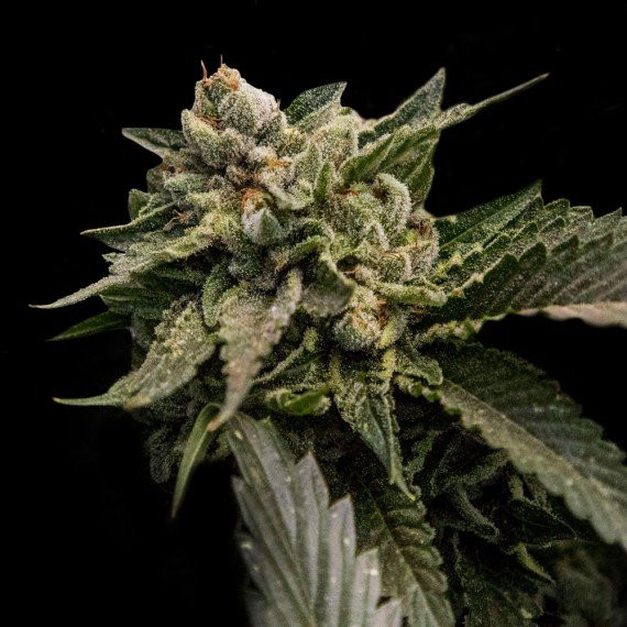 Strawberry Sorbet - DNA GENETICS