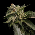 Strawberry Sorbet - DNA GENETICS