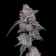 The Bic Mac Auto - DNA GENETICS