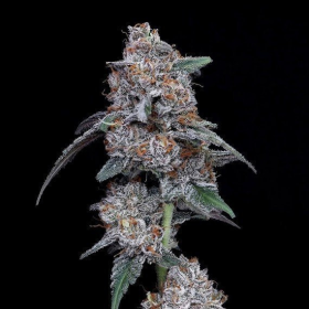 The Bic Mac Auto - DNA GENETICS