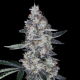 Watermelon Man Auto - DNA GENETICS