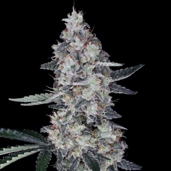 Watermelon Man Auto - DNA GENETICS
