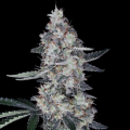Watermelon Man Auto - DNA GENETICS
