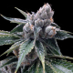 White Walker Kush - DNA GENATICS