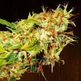 Zamaldelica - ACE SEEDS | TanieSianie.pl