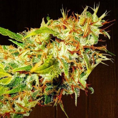 Zamaldelica - ACE SEEDS | TanieSianie.pl