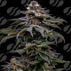 Purple Overload - ORIGINAL SENSIBLE SEEDS