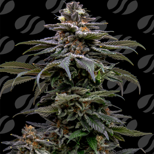 Purple Overload - ORIGINAL SENSIBLE SEEDS