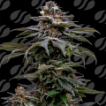 Purple Overload - ORIGINAL SENSIBLE SEEDS