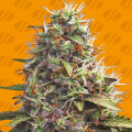 Pellezino Cookies - ORIGINAL SENSIBLE SEEDS