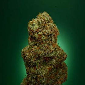Buddha’s Sister - SOMA SEEDS | TanieSianie.pl