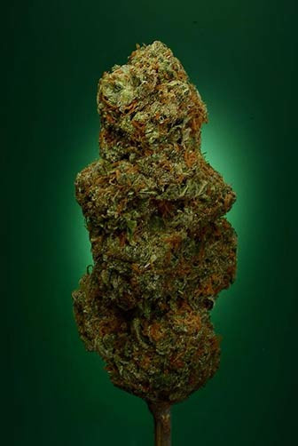 Buddha’s Sister - SOMA SEEDS | TanieSianie.pl