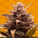 Blackwater - ORIGINAL SENSIBLE SEEDS