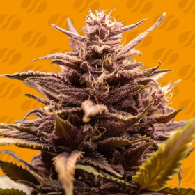 Blackwater - ORIGINAL SENSIBLE SEEDS