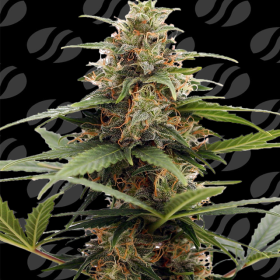 Orange Ooze - ORIGINAL SENSIBLE SEEDS