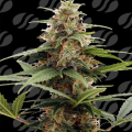 Orange Ooze - ORIGINAL SENSIBLE SEEDS