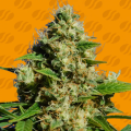 Banana Sherbet - ORIGINAL SENSIBLE SEEDS