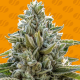 Frosted Guava - ORIGINAL SENSIBLE SEEDS