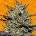 Pink Rozay - ORIGINAL SENSIBLE SEEDS