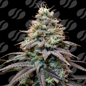 FumePop Auto - ORIGINAL SENSIBLE SEEDS