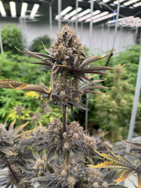 Banana Purple Punch Auto RF3 - FASTBUDS