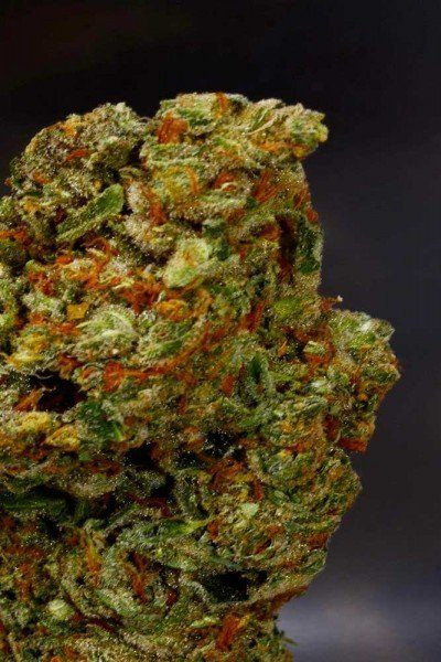 Lavender - SOMA SEEDS | TanieSianie.pl