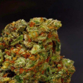 Lavender - SOMA SEEDS