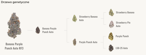 Banana Purple Punch Auto RF3 - FASTBUDS