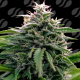 Creamzilla Auto - ORIGINAL SENSIBLE SEEDS