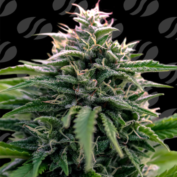 Creamzilla Auto - ORIGINAL SENSIBLE SEEDS