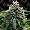 Creamzilla Auto - ORIGINAL SENSIBLE SEEDS