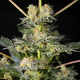 Key Lime Pie x Do-Si-Dos - PHILOSOPHER SEEDS