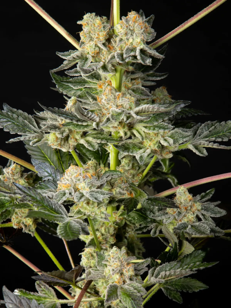 Key Lime Pie x Do-Si-Dos - PHILOSOPHER SEEDS