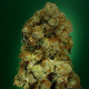 N.Y.C. Diesel - SOMA SEEDS | TanieSianie.pl