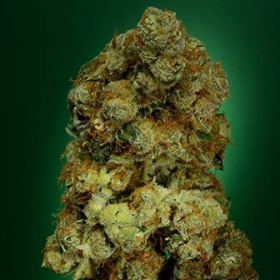 N.Y.C. Diesel - SOMA SEEDS | TanieSianie.pl