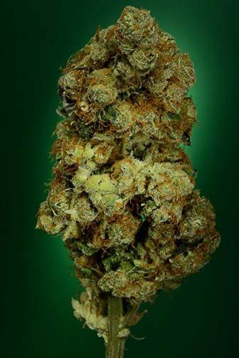N.Y.C. Diesel - SOMA SEEDS | TanieSianie.pl