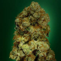 N.Y.C. Diesel - SOMA SEEDS